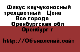 Фикус каучуконосный трехцветный › Цена ­ 500 - Все города  »    . Оренбургская обл.,Оренбург г.